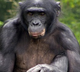 Avatar użytkownika Bonobo